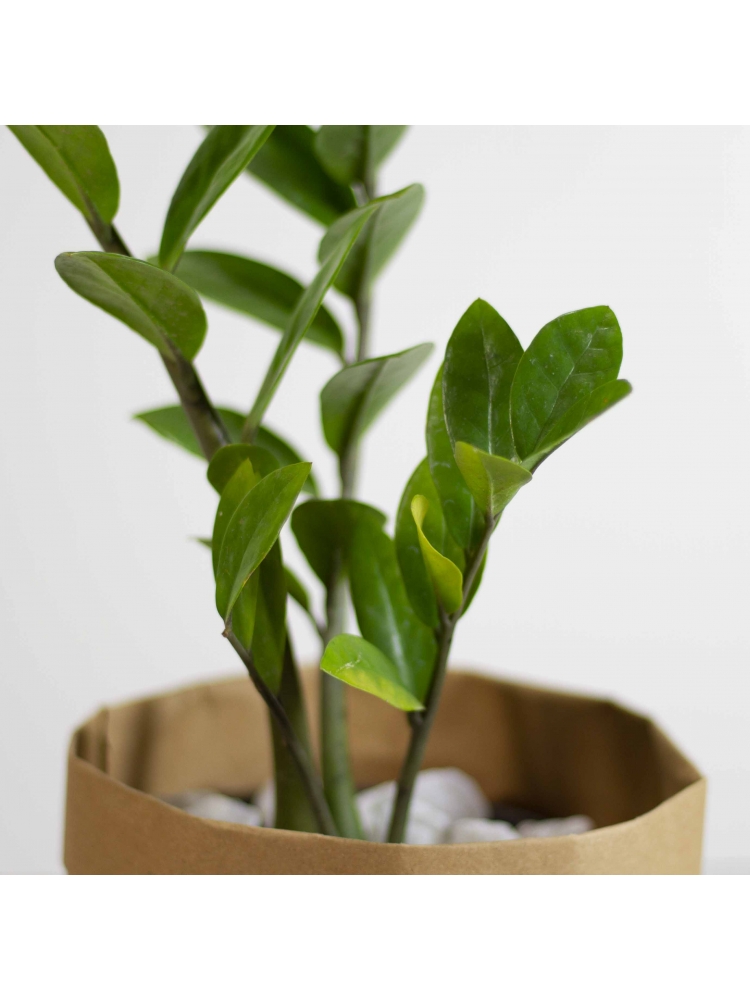 Lucky Plant (Zamioculcas Zamiifolia)